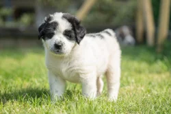 Štěňátka středoasijského pasteveckého psa s PP FCI