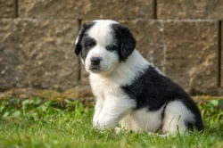 Štěňátka středoasijského pasteveckého psa s PP FCI