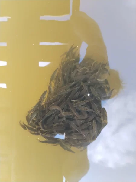 roček  ostroretky, roček parmy