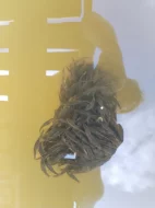 roček  ostroretky, roček parmy