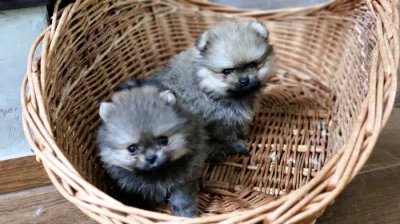 POMERANIAN HOLČIČKY S PP