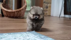 POMERANIAN HOLČIČKY S PP