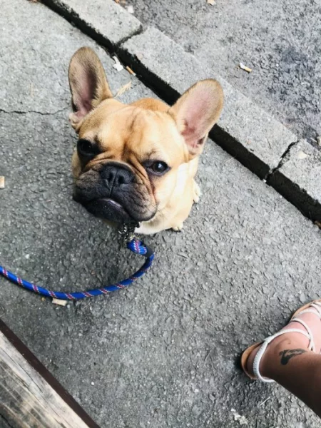 Prodám francouzsky buldoček