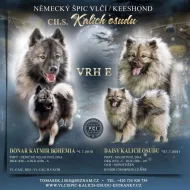 Německý vlčí špic