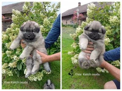 Německý vlčí špic