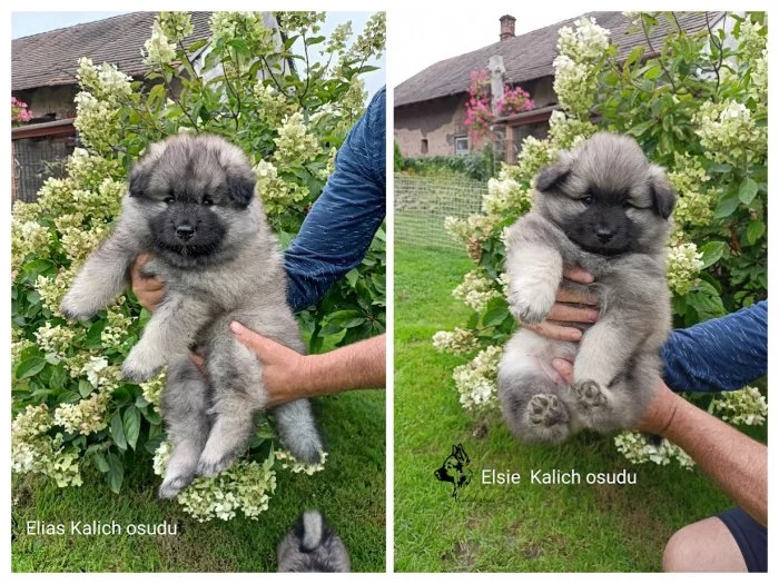 Německý vlčí špic