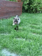 Německý vlčí špic