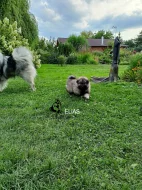 Německý vlčí špic