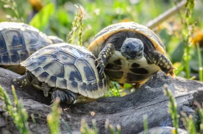 Malé želvy líhnuté v roce 2023 + v roce  2022  plně vybavená terária