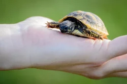 Malé želvy líhnuté v roce 2023 + v roce  2022  plně vybavená terária