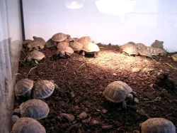 Malé želvy líhnuté v roce 2022 + plně vybavená terária