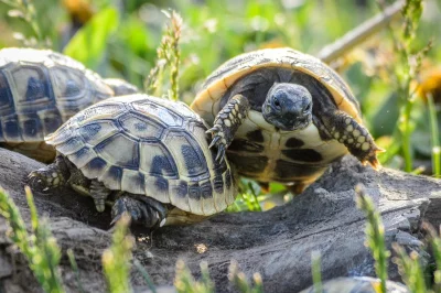 Malé želvy líhnuté v roce 2022 + plně vybavená terária
