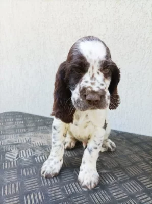 Anglický Špringšpaněl