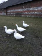 Husa česká