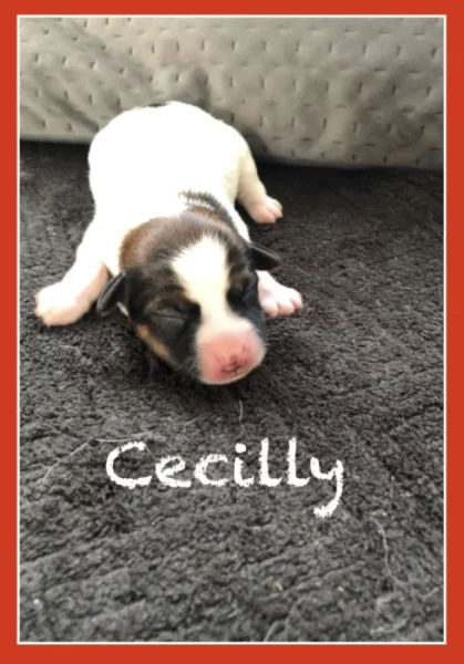 Jack Rusel Terrier s PP