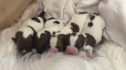 Jack Rusel Terrier s PP