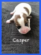 Jack Rusel Terrier s PP