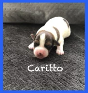 Jack Rusel Terrier s PP