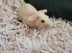 Skinny morče