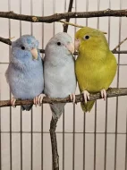 Papoušíček šedokřídlý