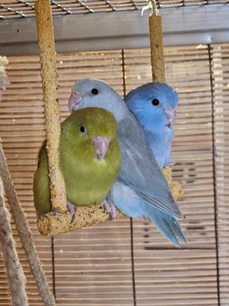 Papoušíček šedokřídlý