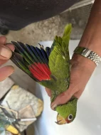 Amazoňan Běločelý (Amazona Albifrons )