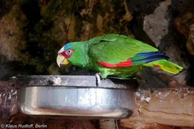 Amazoňan Běločelý (Amazona Albifrons )