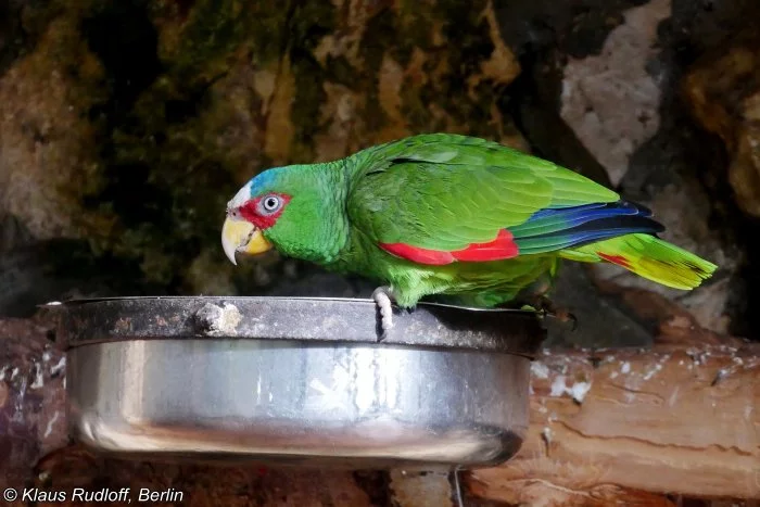 Amazoňan Běločelý (Amazona Albifrons )