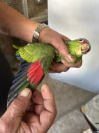 Amazoňan Běločelý (Amazona Albifrons )