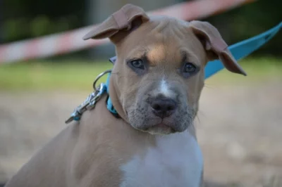 Americký stafordšírský teriér s PP   (FCI)