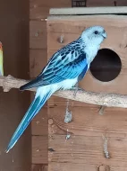 Rozela pestrá- Modrá straka, Albíno, Modrá