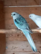 Rozela pestrá- Modrá straka, Albíno, Modrá