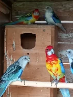 Rozela pestrá- Modrá straka, Albíno, Modrá