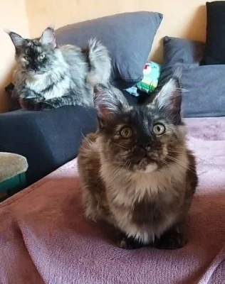 Maine Coon (Majska mývalí)