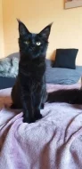 Maine Coon (Majska mývalí)