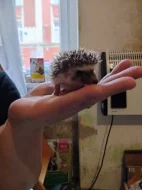 Ježek bělobřichý