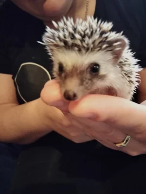 Ježek bělobřichý