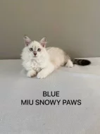 Prodám kotě Něvská Maškaráda