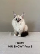 Prodám kotě Něvská Maškaráda