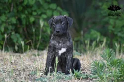 TOP Uruguayský Cimarron s PP - úraz