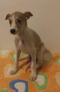 Whippet, vipet s PP