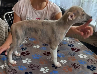 Whippet, vipet s PP