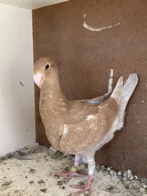 Německý výstavní