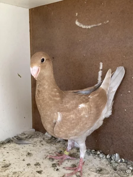 Německý výstavní