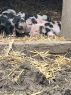 Selata Kune Kune