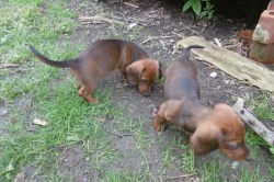 jezevčík hladkosrstý trpaličí