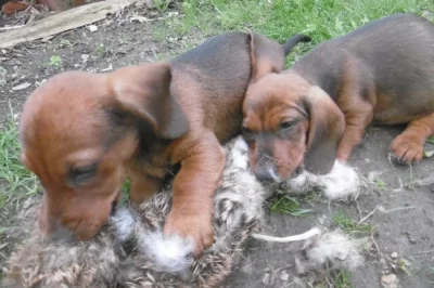 jezevčík hladkosrstý trpaličí