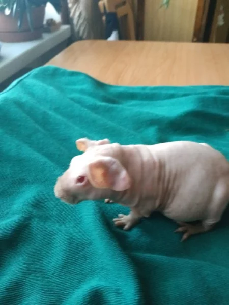 Skinnny morče