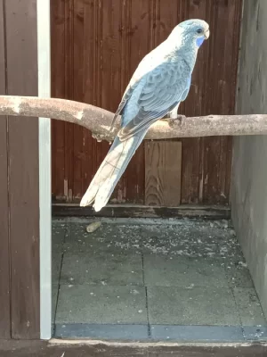 Rosela penant pastel