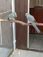 Rosela penant pastel